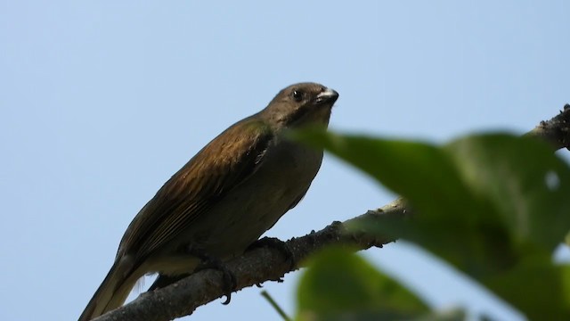 Lesser Honeyguide (Lesser) - ML398258421