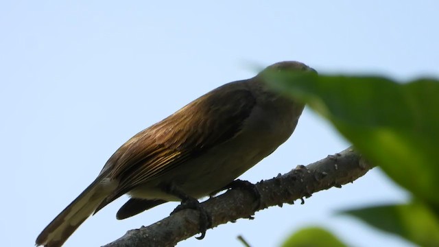 Lesser Honeyguide (Lesser) - ML398258431