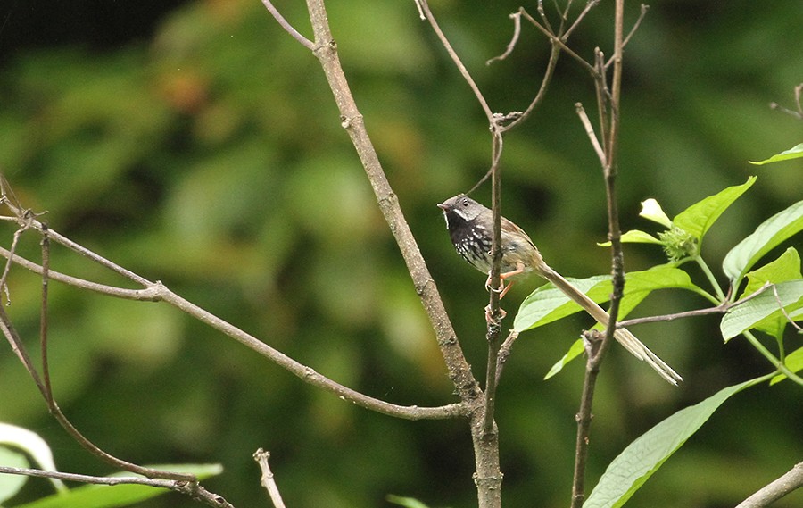 Black-throated Prinia - ML398260011