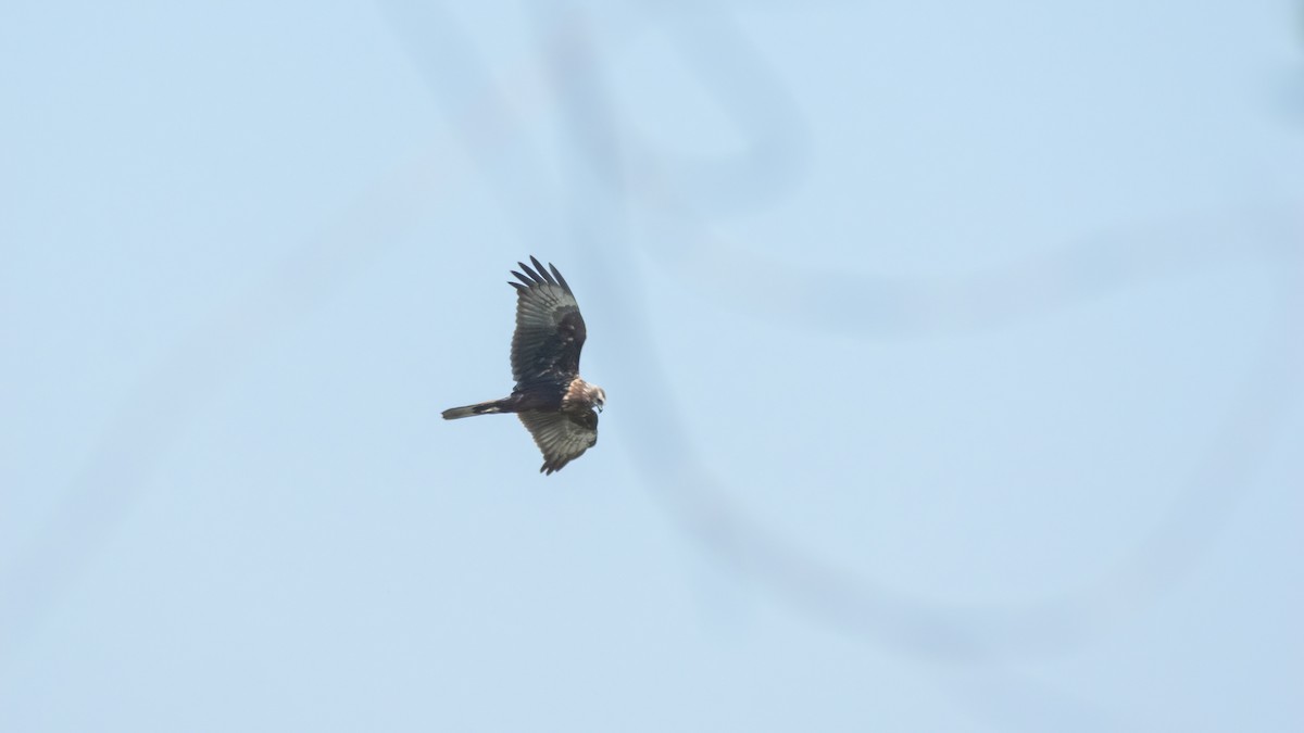 Eastern Marsh Harrier - ML398261311