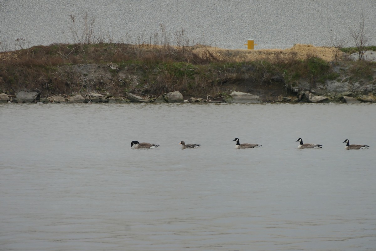 Greater White-fronted Goose - ML398261431