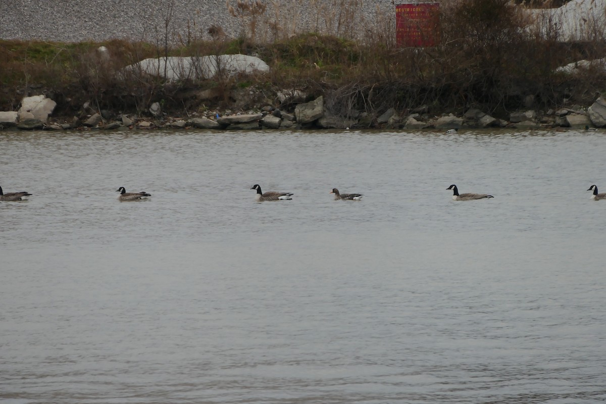 Greater White-fronted Goose - ML398261441