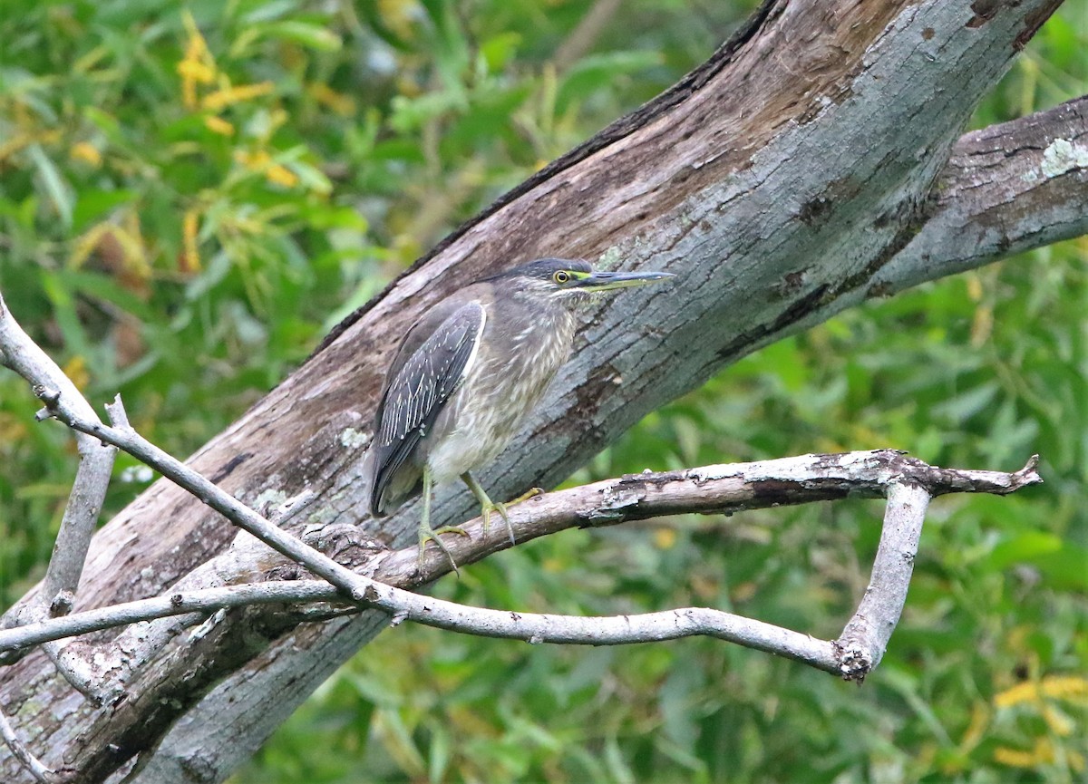 Striated Heron - ML398266241