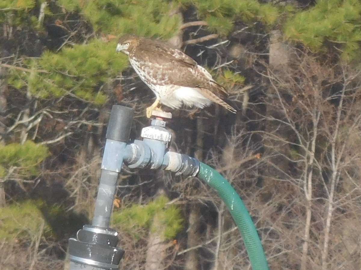 Red-tailed Hawk - ML398266941