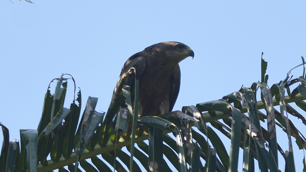 Black Kite - ML398267621