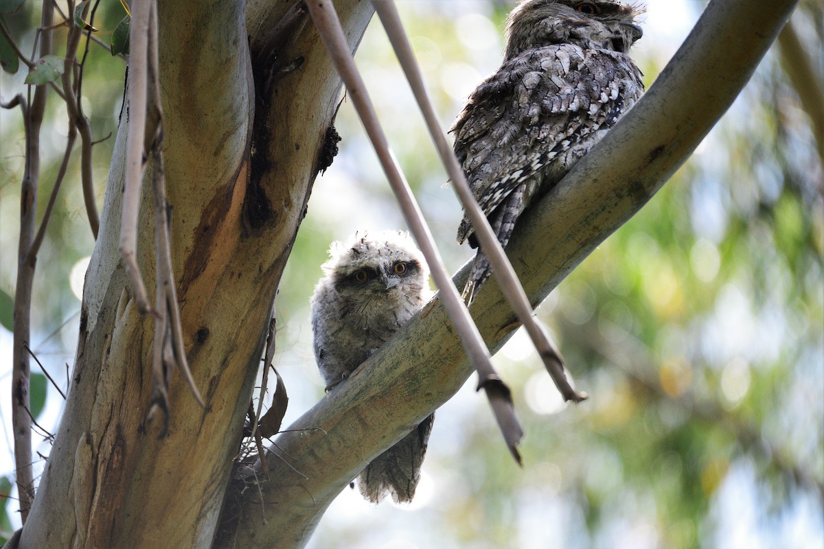 Tawny Frogmouth - ML398270161