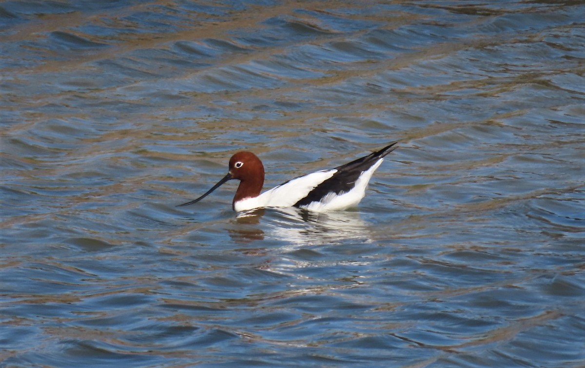 Red-necked Avocet - ML398271061