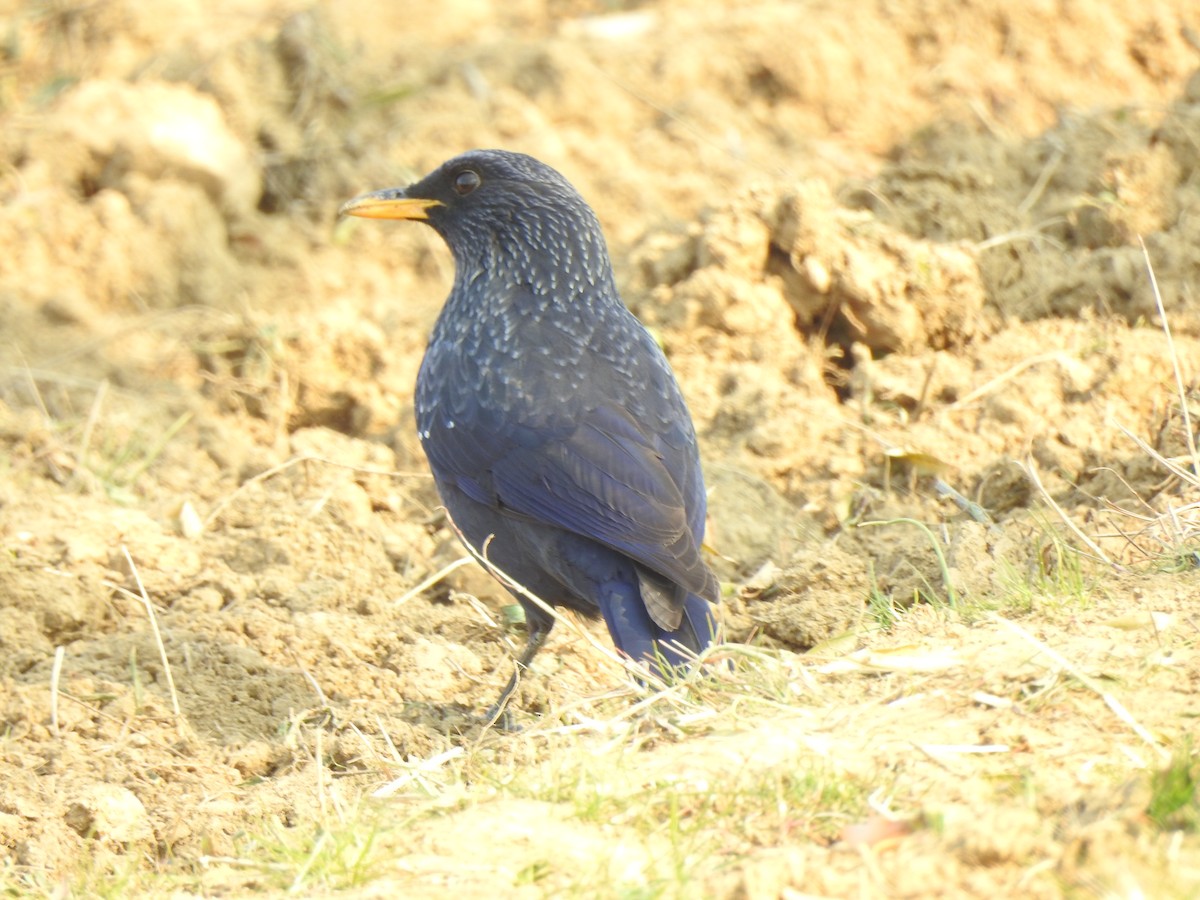 Blue Whistling-Thrush (Yellow-billed) - ML398273591