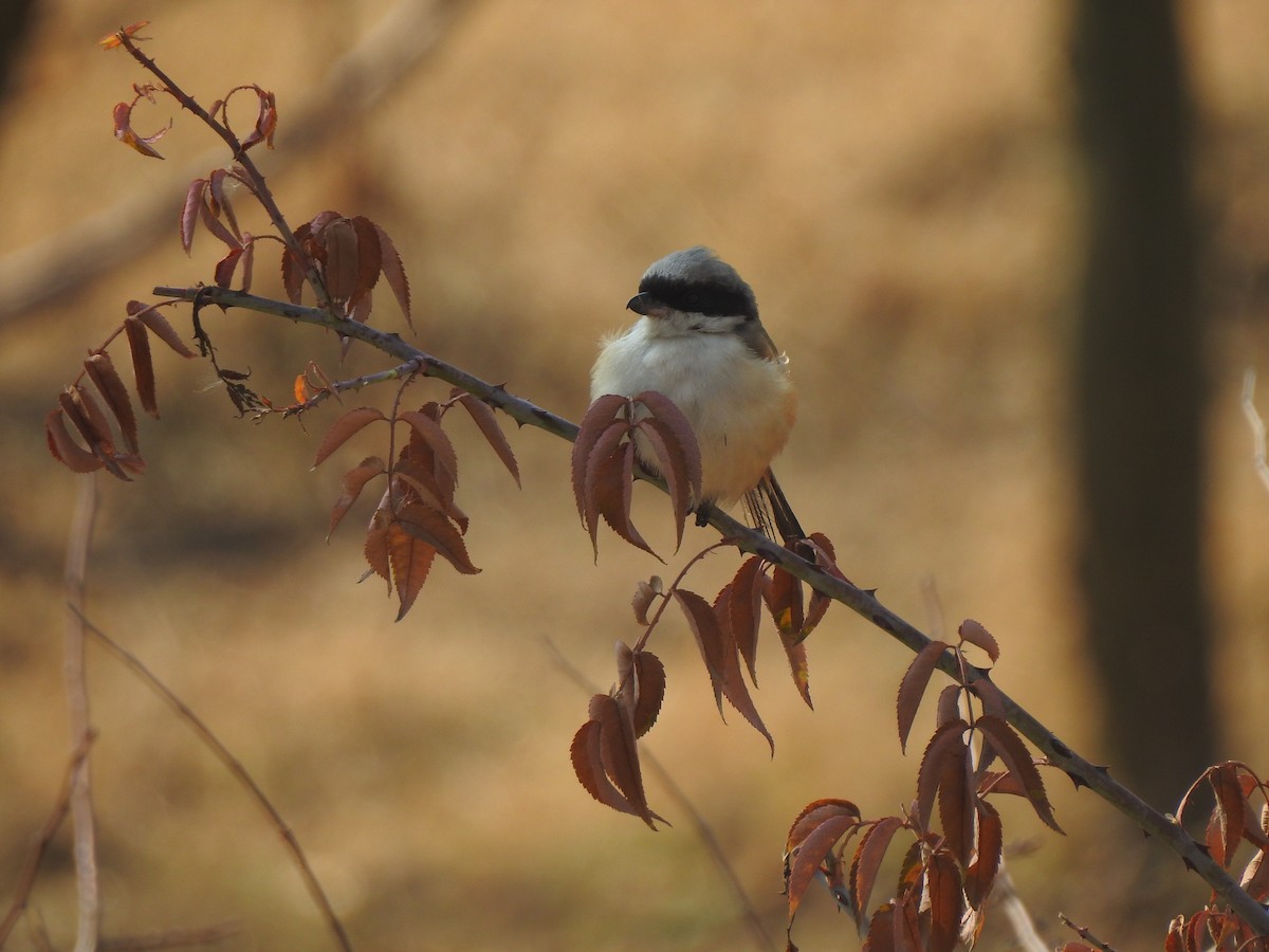 Long-tailed Shrike - Francis D'Souza