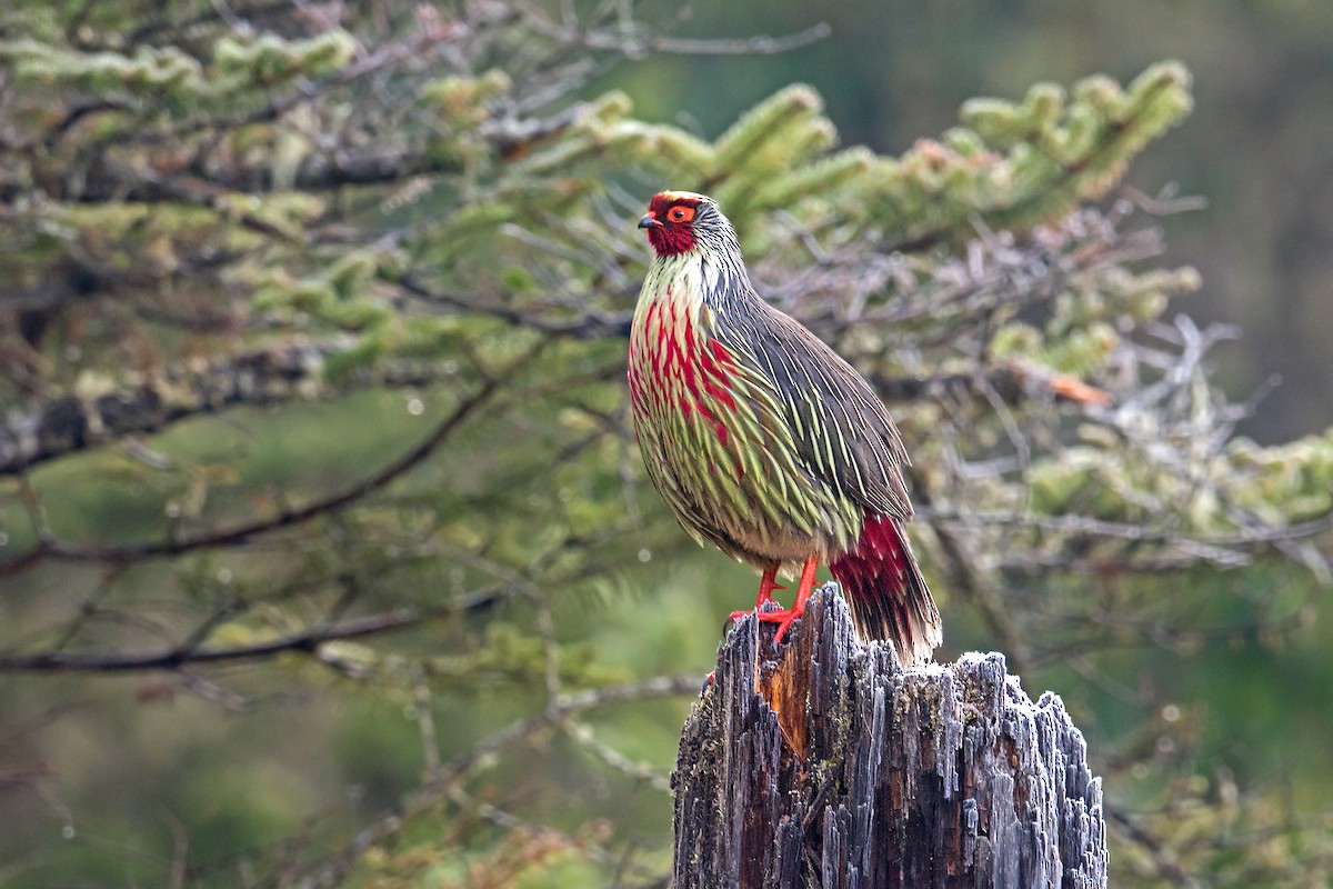 Blood Pheasant - ML398274171