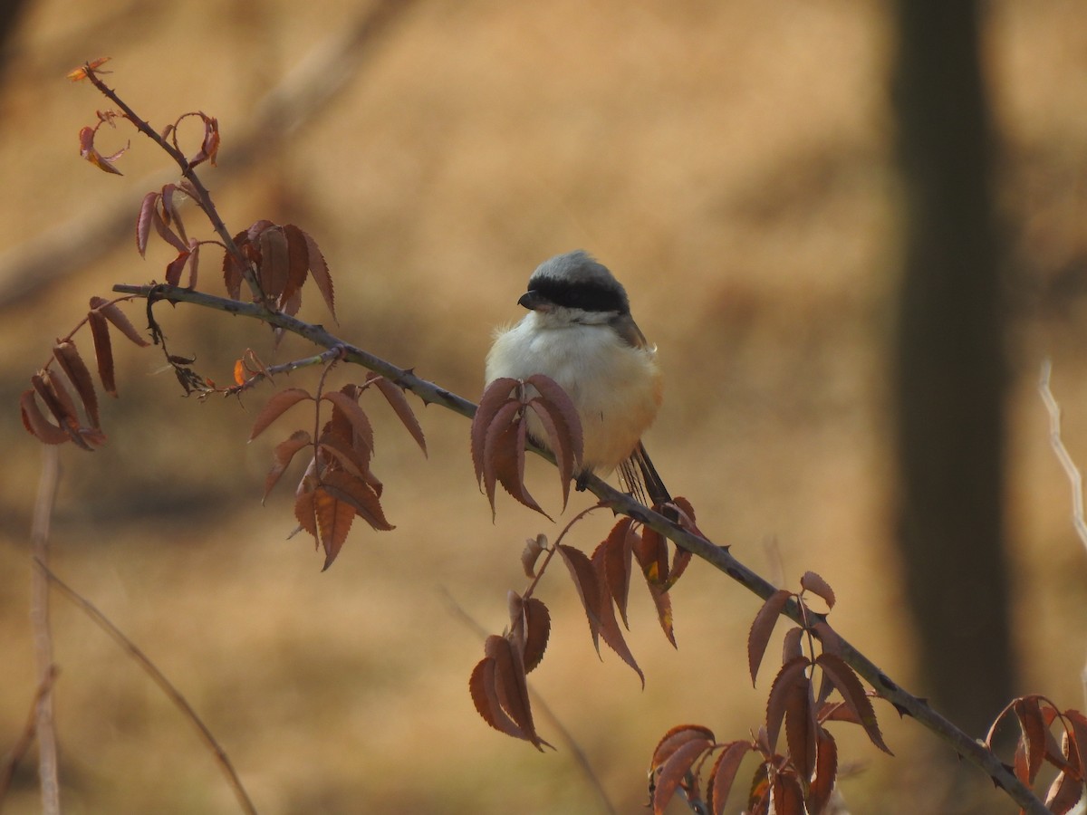 Long-tailed Shrike - ML398274191