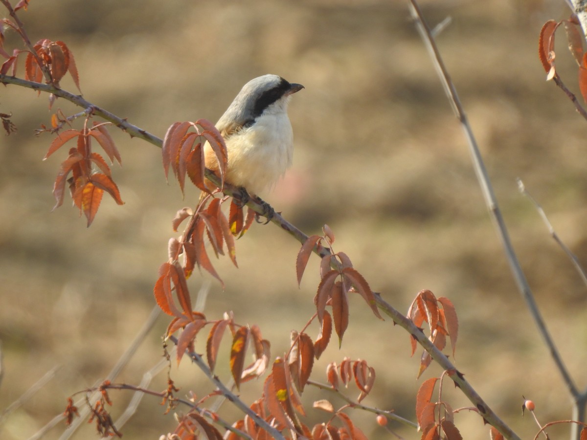 Long-tailed Shrike - Francis D'Souza