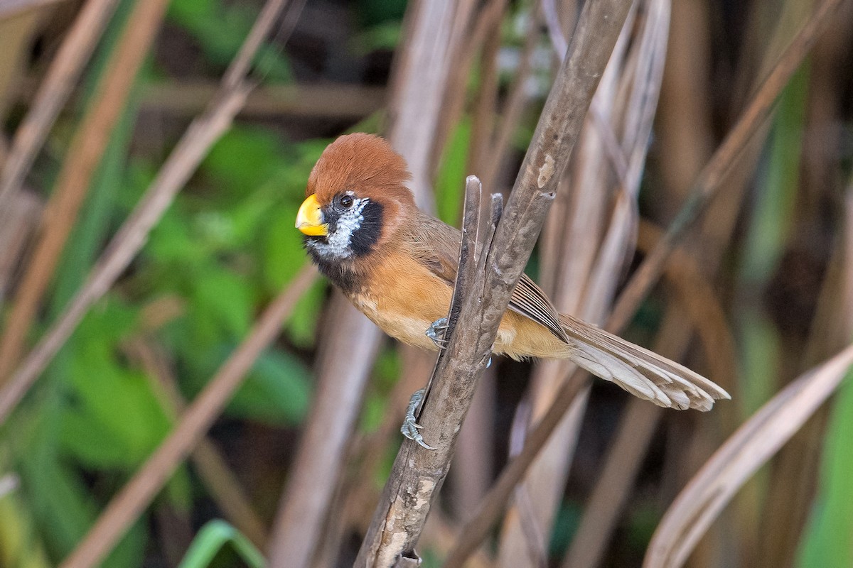 Black-breasted Parrotbill - ML398274851