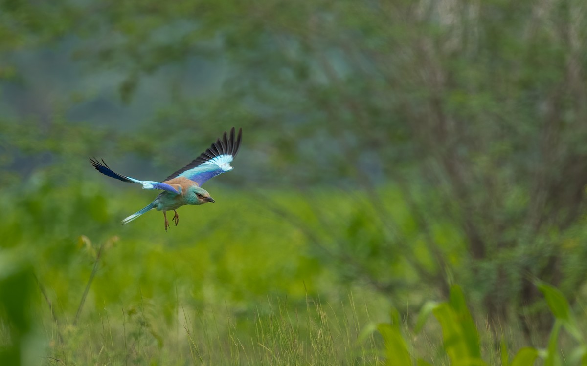 European Roller - Sharang Satish