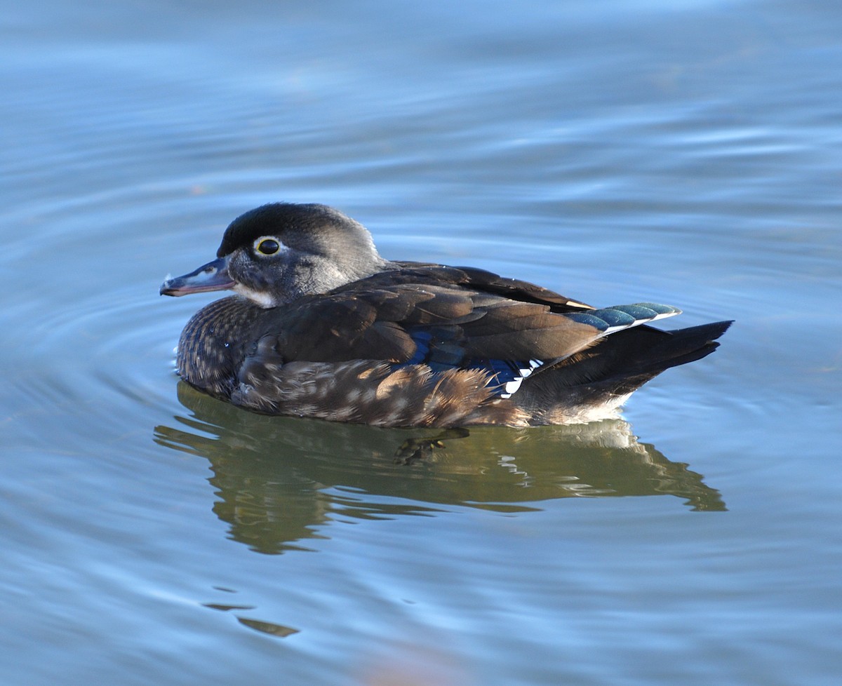 Wood Duck - ML398277141