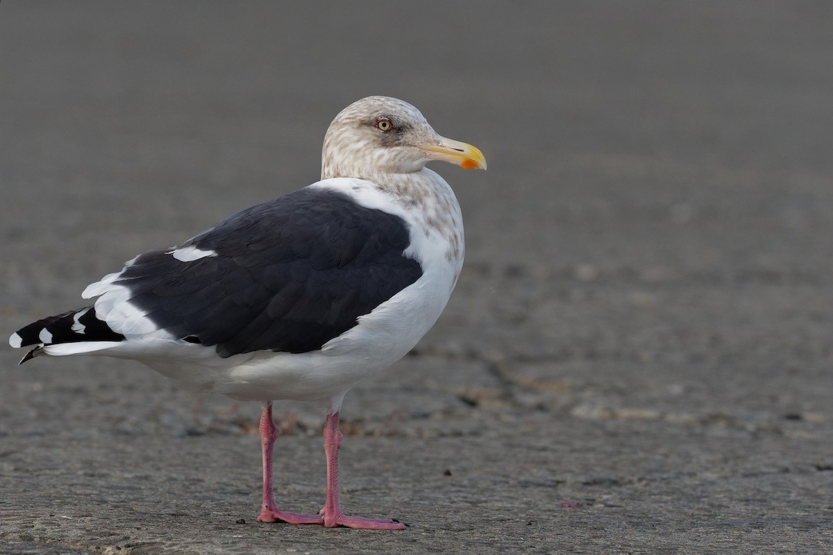 Slaty-backed Gull - ML398277421