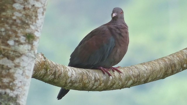 Pigeon à bec rouge - ML398277641