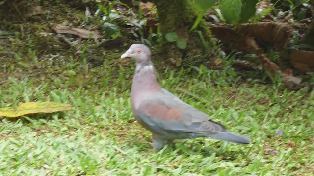 Pigeon à bec rouge - ML398277681