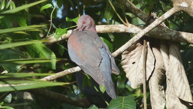 Pigeon à bec rouge - ML398277691