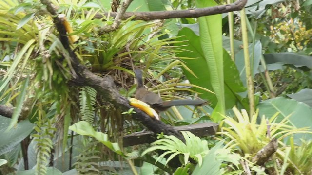 Gray-headed Chachalaca - ML398277771