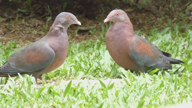 Red-billed Pigeon - ML398277811