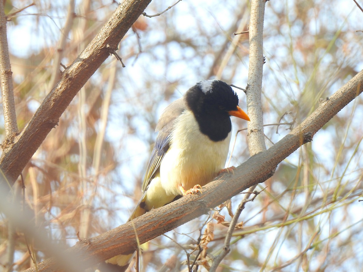 Yellow-billed Blue-Magpie - ML398277861