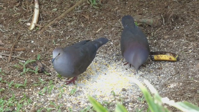 Gray-chested Dove - ML398277871