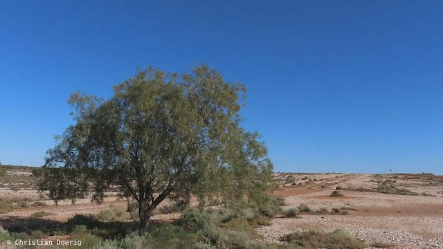 Red-browed Pardalote - ML398277901