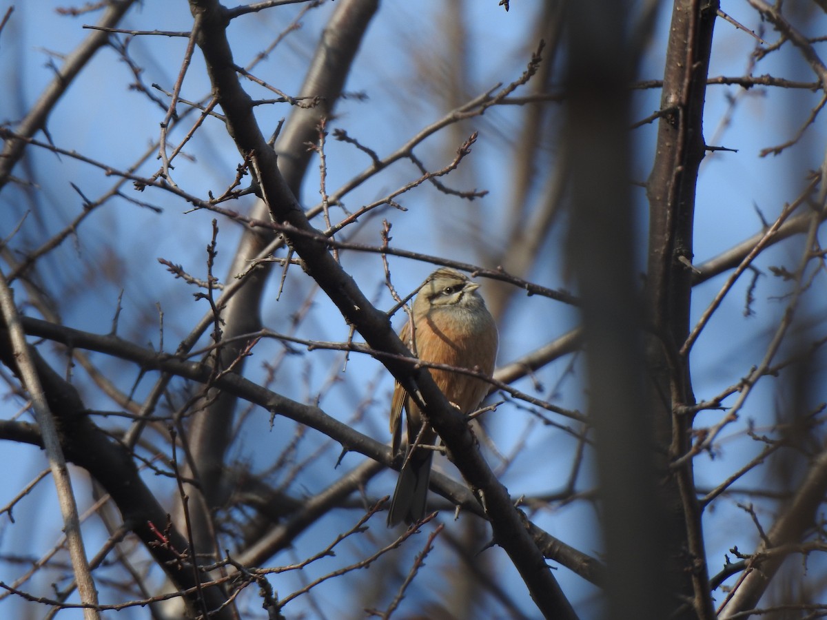 Rock Bunting - ML398277921