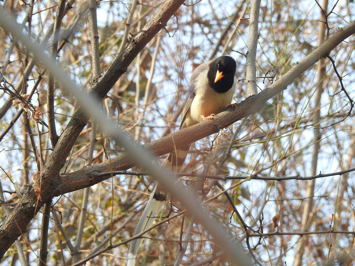 Yellow-billed Blue-Magpie - ML398277941