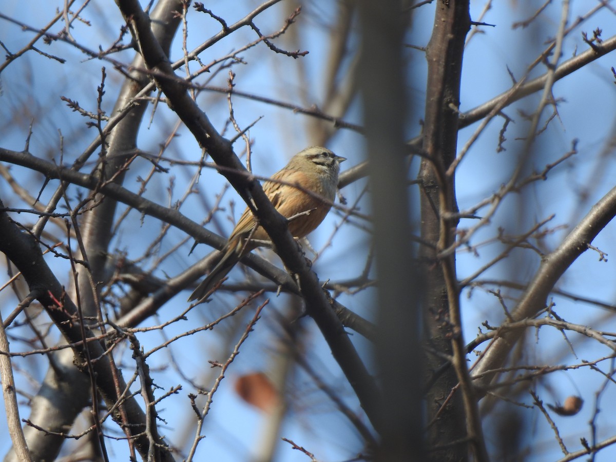 Rock Bunting - Francis D'Souza