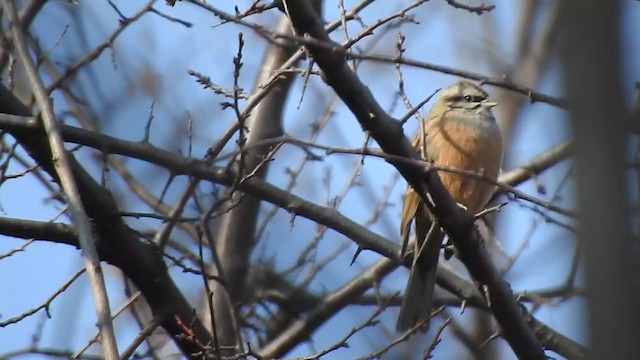 Rock Bunting - ML398278351