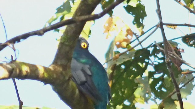 Northern Black-throated Trogon - ML398278771