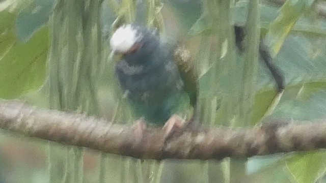 White-crowned Parrot - ML398278971