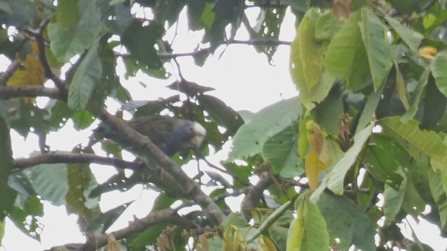 White-crowned Parrot - ML398278981