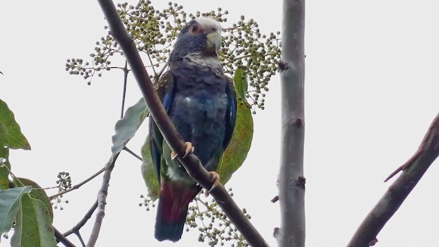 White-crowned Parrot - ML398279151