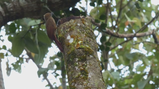 Plain-brown Woodcreeper - ML398279261