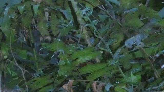 Fawn-throated Foliage-gleaner - ML398279271