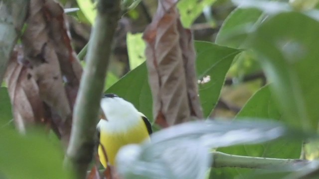 White-collared Manakin - ML398279401