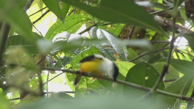 Manakin à col blanc - ML398279461