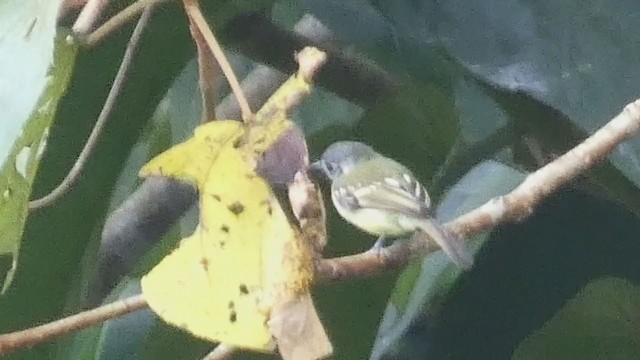 Slaty-capped Flycatcher - ML398279481