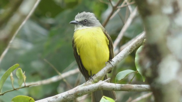 Gray-capped Flycatcher - ML398279971