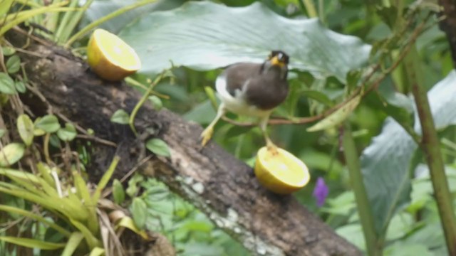 Brown Jay - ML398280151