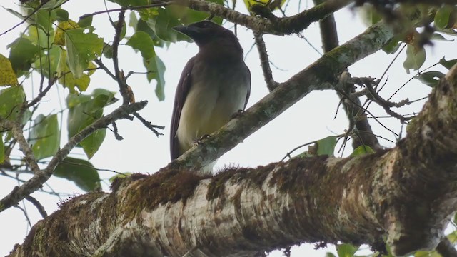 Brown Jay - ML398280161