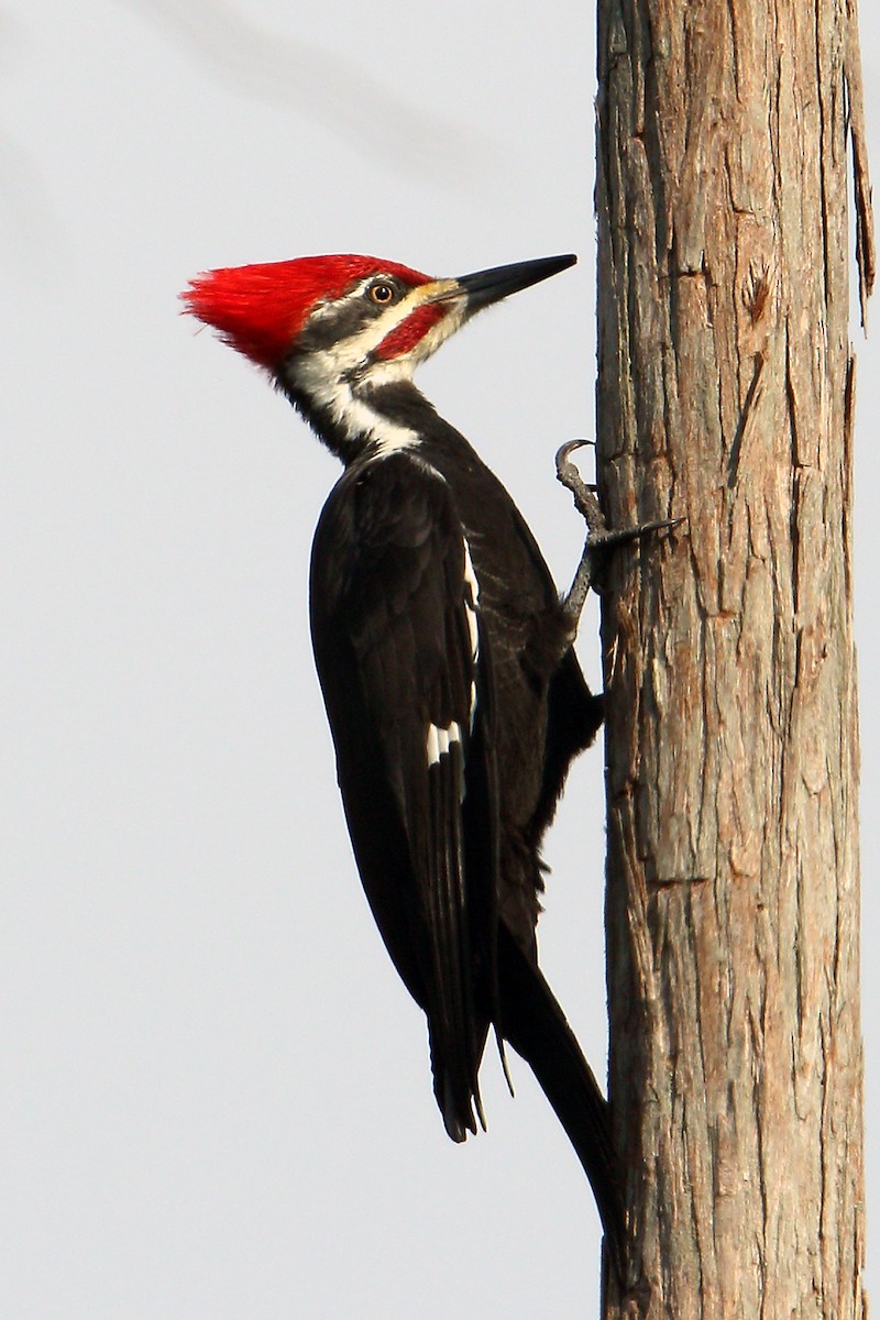 Pileated Woodpecker - Steve Raduns
