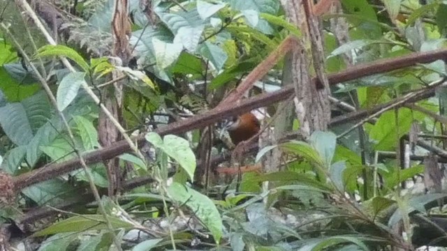 Troglodyte à calotte noire - ML398280271