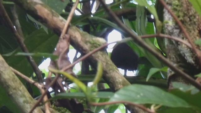 Stripe-breasted Wren - ML398280331