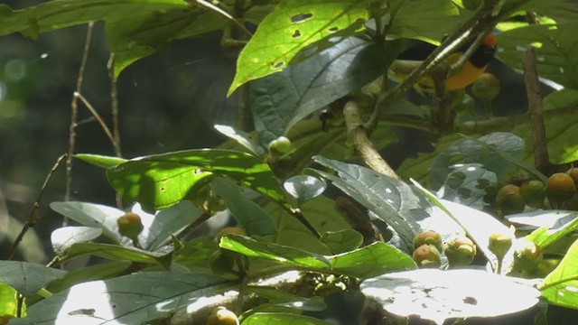 Tawny-capped Euphonia - ML398280491