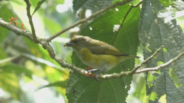 Yellow-throated Euphonia - ML398280501