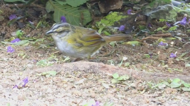 Black-striped Sparrow - ML398280611